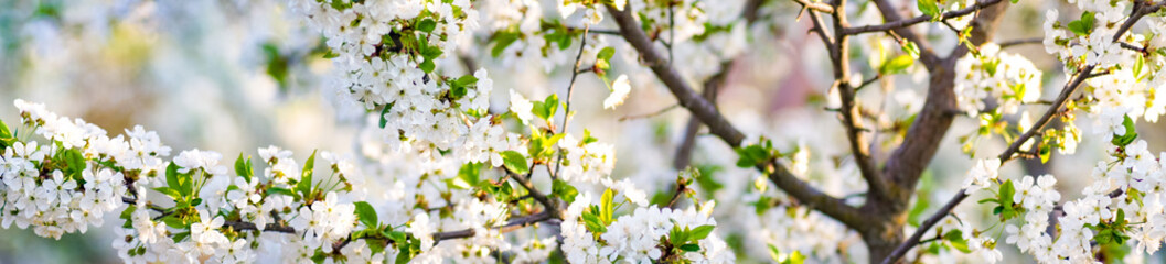 wide panorama branches of blossoming