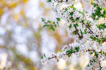 Branches of blossoming apricot macro