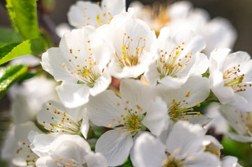 Fototapeta na wymiar Branches of blossoming apricot macro