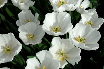 Naklejka na ściany i meble White tulips close up