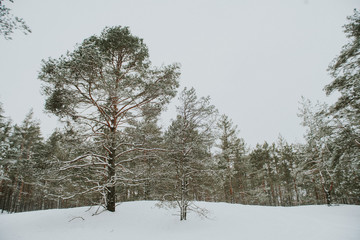 Winter in Europes forest