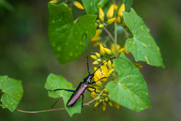 Beetle on a flower plant in the woods