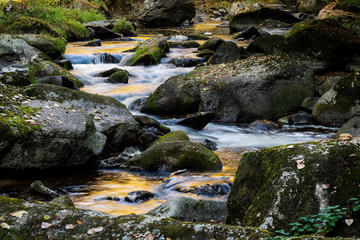 golden mountain stream in the forest
