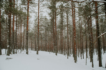 Naklejka premium Winter in Europes forest