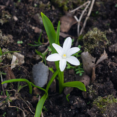 White lucile's glory-of-the-snow, chionodoxa luciliae, blooming in spring, macro, selective focus, shallow DOF