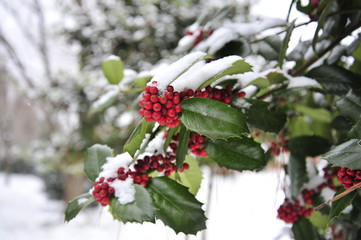 Boughs of Holly Berries during a winter snow storm.