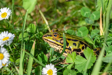 Teichfrosch im Gras