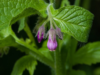 Flowers and leaves on Common Comfrey, Symphytum officinale, with bokeh background close-up, selective focus, shallow DOF