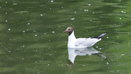 Black-headed Gull, Chroicocephalus ridibundus, swimming at pond, selective focus, shallow DOF