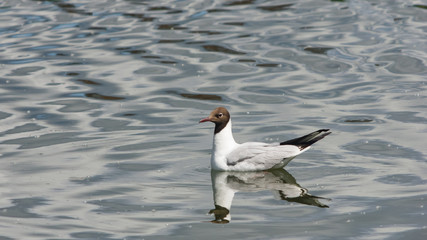 Black-headed Gull, Chroicocephalus ridibundus, swimming at pond, selective focus, shallow DOF