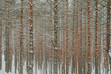Fototapeta premium Winter in Europes forest
