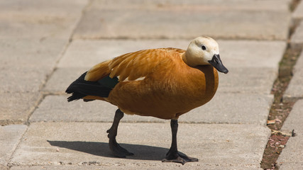 Male Ruddy shelduck Tadorna ferruginea walking close-up portrait, selective focus, shallow DOF