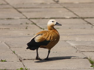 Male Ruddy shelduck Tadorna ferruginea walking close-up portrait, selective focus, shallow DOF