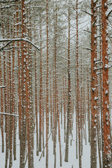 Fototapeta premium Winter in Europes forest