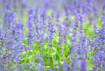 Lavender flowers blossom