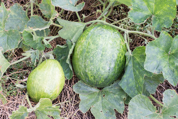 orange pumpkins at outdoor farmer market. 