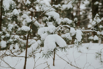 Winter in Europes forest
