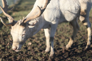 Herd of white deers in field on winter morning