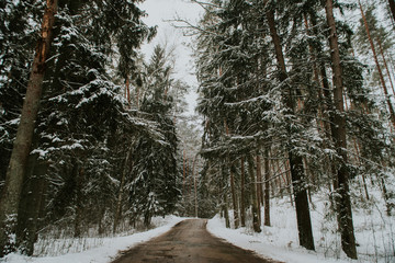 Fototapeta premium Winter in Europes forest