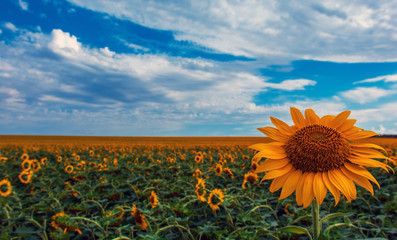 Obraz premium sunflower summer flower close-up, against a background of clouds.