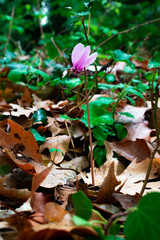 flowers in the forest