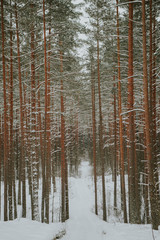 Winter in Europes forest