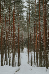 Fototapeta premium Winter in Europes forest