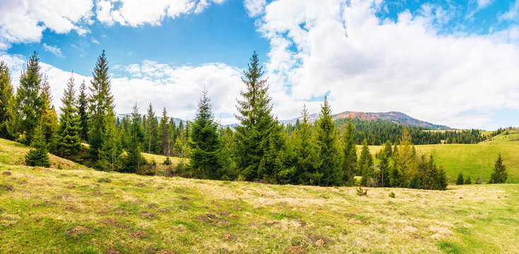 panorama of beautiful countryside in mountains. spruce trees on the meadow. top of the snow covered ridge in the distance. wonderful nature scenery