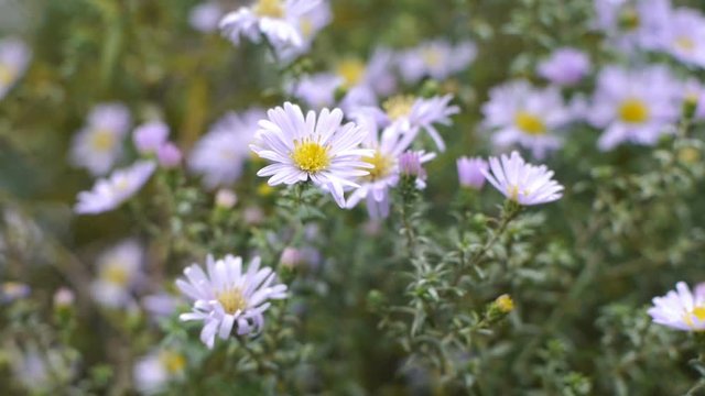 Wind shakes asters in the garden