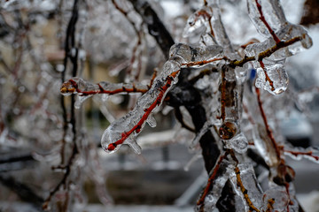 Frozen plants background