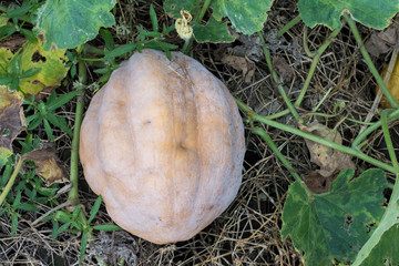 orange pumpkins at outdoor farmer market. 