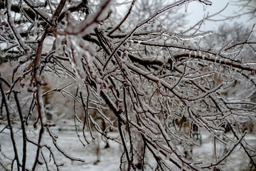 Frozen plants background