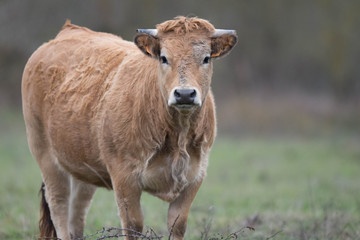 Obraz premium big cow 