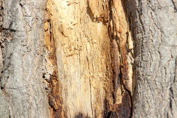 bark of a tree