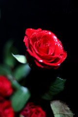 Fototapeta premium Bouquet of red roses on a black background