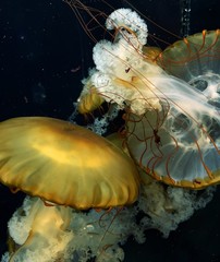 jellyfish yellow, similar to mushroom