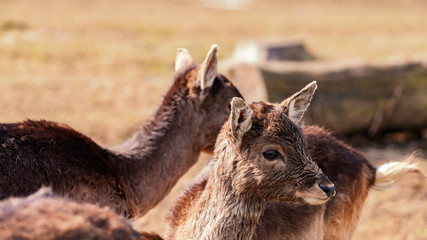 Damhirsche, FYear deer 3