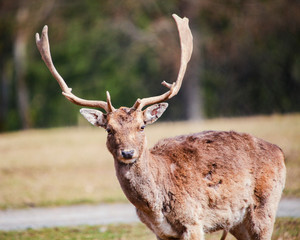 Damhirsche 2,Fabed deer2