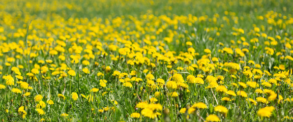 Obraz premium banner dandelion field