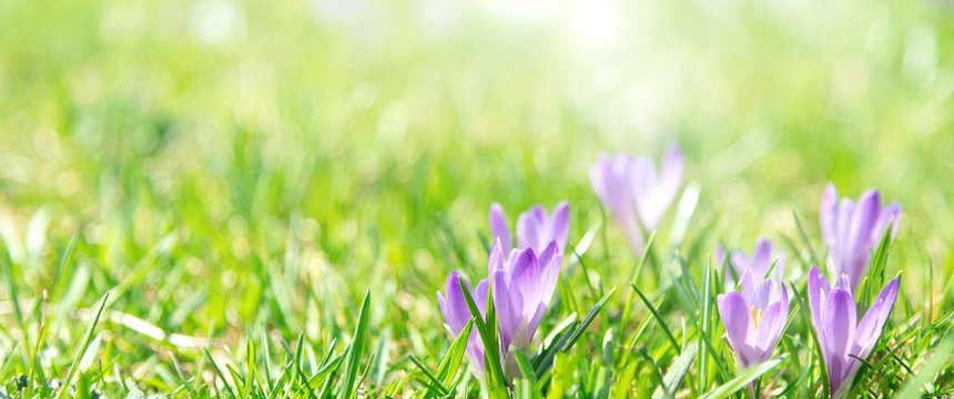 Banner oder Hintergrund mit Textfreiraum f&uuml;r Fr&uuml;hling, Ostern