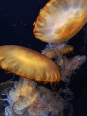 steam room yellow-white jellyfish