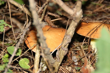 autumn leaves on grass