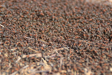 ants on anthill