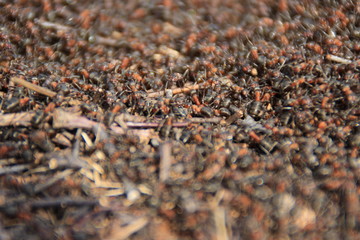 ants in anthill