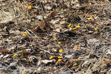 leaves on the ground