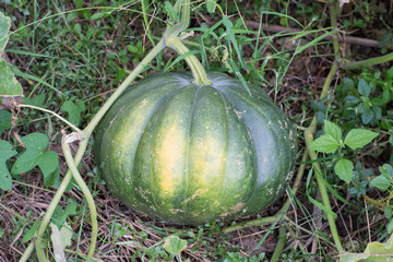 orange pumpkins at outdoor farmer market. 
