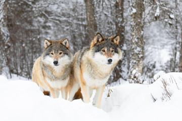 Twee magnifieke wolven in wolvenroedel in koud winterbos