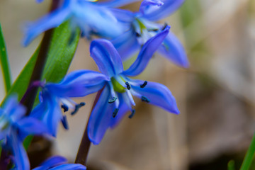 Primrose, the first spring flower -  Scilla bifolia .