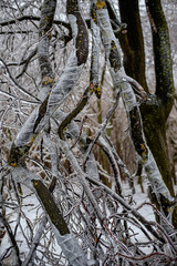 Frozen nature background. Beautiful winter.