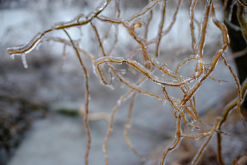 Frozen nature background. Beautiful winter.